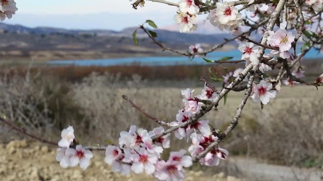 The flowering of almond trees at the reservoir of La Pedrera near Torrevieja on the Costa Blanca.