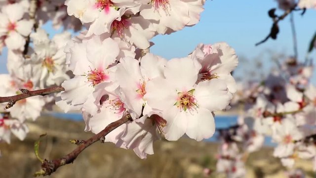 The flowering of almond trees at the reservoir of La Pedrera near Torrevieja on the Costa Blanca with blue sky and beautiful pink flowers.