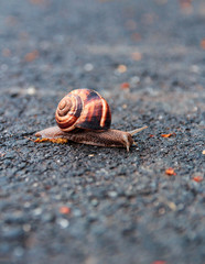 Snail on the road.