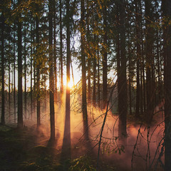 Foggy mystic woods sunset