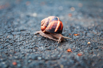 Snail on the road.