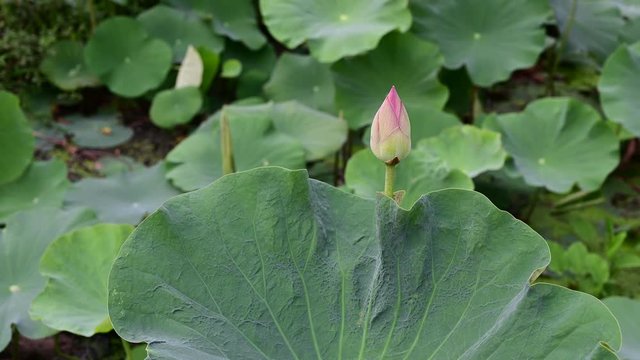 Pink lotus and green leaves in the natural pond 4K footage