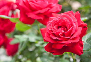 Scarlet roses on a bush in the spring day