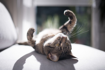tabby domestic shorthair cat lying on back on gray sofa