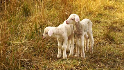 Cute little lambs with a herd of sheep in beautiful evening light grazing on a meadow in summer 