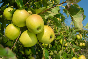 apple branch closeup with ripe apples close-up in the rays of the sun. Autumn harvest concept