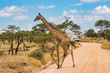 giraffe in serengeti national park tanzania africa