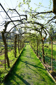 Spalierb&auml;ume im Klostergarten, Wesemlin, Luzern, Schweiz