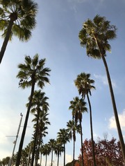 A palm alley in Long Beach on a sunny day