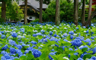 雲昌寺（あじさい寺）秋田県男鹿市
