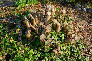 Zurückgeschnittene Sträucher, Klostergtarten, Wesemlin, Luzern, Schweiz