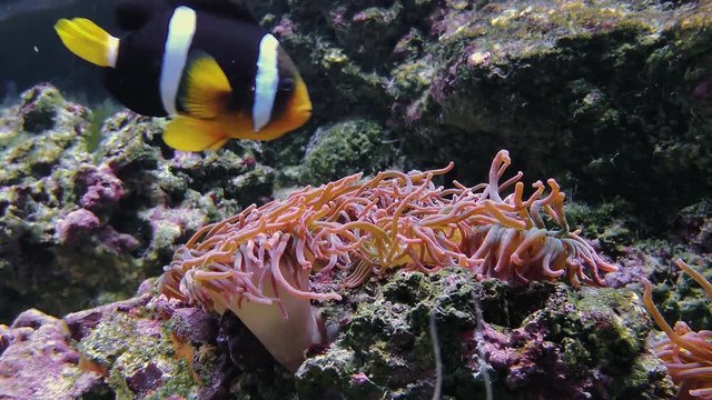 Anemonia sulcata, beadlet anemone actinia equina. Footage of soft and hard corals, deep underwater world. Mediterranean snakelocks sea anemone in aquarium, deep blue waters landscape in tank