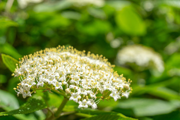 Japanischer Schneeball (Viburnum plicatum Mariesii) im April. Blühender weißer Schneeball im Frühling.