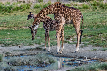 giraffe in serengeti national park tanzania africa drinking water