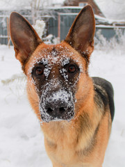 dog in snow