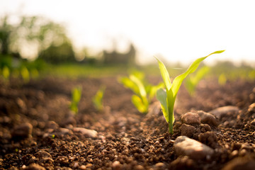 small green corn plant healthy growing in field in the countryside at sunset in springtime