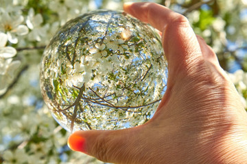 Weiße Blüten an einem Kirschbaum im Frühling durch eine Glaskugel betrachtet.