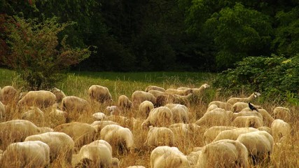 herd of sheep grazing on a meadow in beautiful evening light in summer 