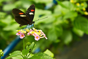 mariposa comiendo sobre una flor