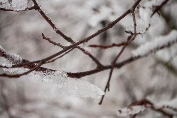 Winter day. River frozen - covered with ice and naked trees covered with white snow on there branches. Walking on nature