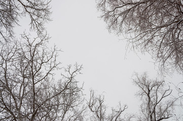 Winter day. River frozen - covered with ice and naked trees covered with white snow on there branches. Walking on nature