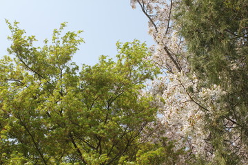 아름다운 봄꽃들