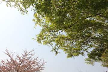 아름다운 봄꽃들