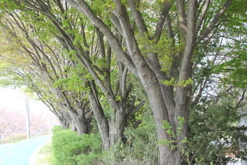 아름다운 봄꽃들