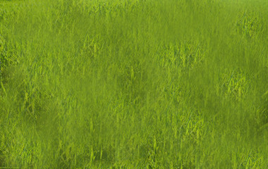 Fototapeta na wymiar Green blank background texture pattern