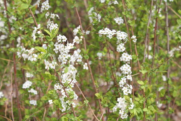 아름다운 봄꽃들