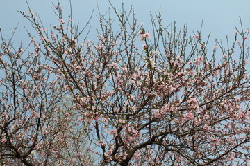 아름다운 봄꽃들