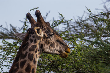 portrait of giraffe