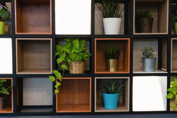 Plant pots placed on the wooden shelf attached to the wall.