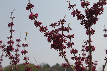 아름다운 봄꽃들