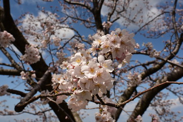 朝日町春の四重奏