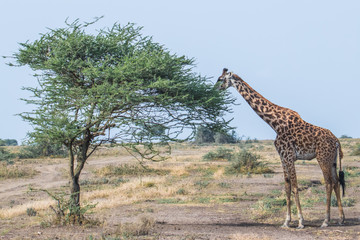 giraffe in africa
