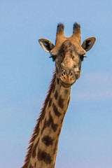 portrait of a giraffe