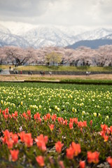 朝日町春の四重奏