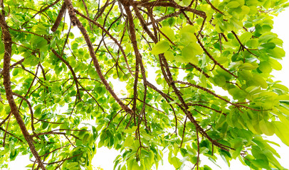 Green leaf branch tree on white background in summer season