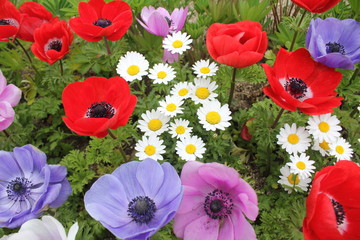 Fototapeta premium 아름다운 봄꽃들