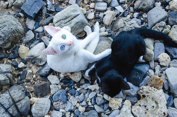 due micini bianco e nero con occhi diversi