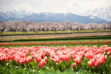 朝日町春の四重奏