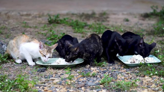 Five Thai cats are eating food