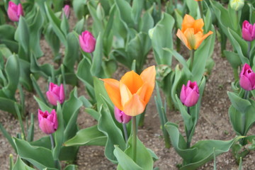 아름다운 봄꽃들