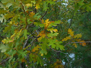 Arizona’s White Mountains Aspen and acorn Oak autumn colors near Big Lake and the high mountain log cabin community of Greer.