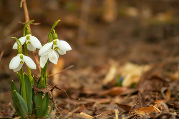 pring flowers in the garden
