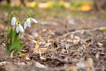 pring flowers in the garden