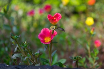 Fototapeta premium flower image