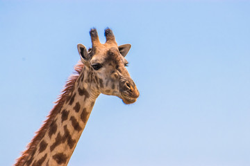 portrait of a giraffe
