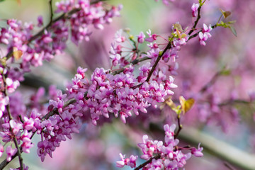 Red Bud Collection